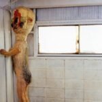 SCP 173